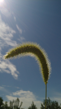 狗尾巴草