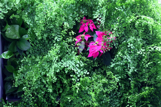绿植墙 绿墙