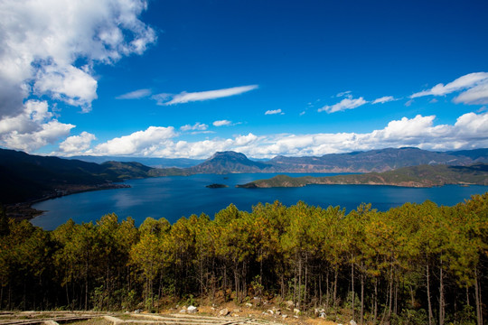 泸沽湖 杉树 水杉 广阔的湖面