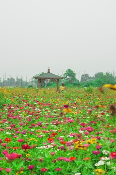 花草