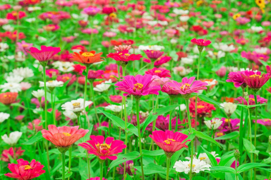 花草