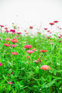 花草