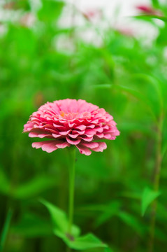 花草特写