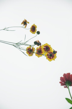 花草