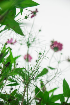 花草