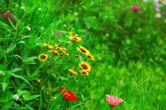 花草