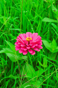 花草