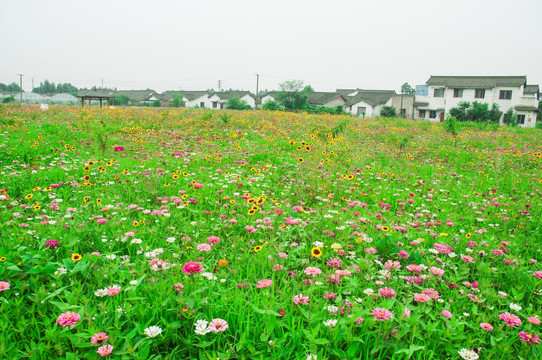 花草