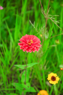 花草