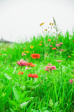 花草