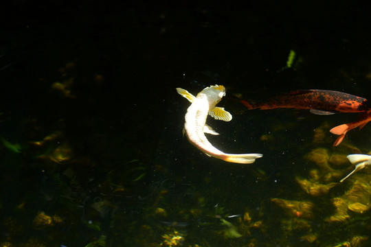 锦鲤
