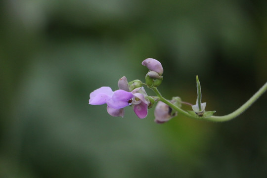 植物花草