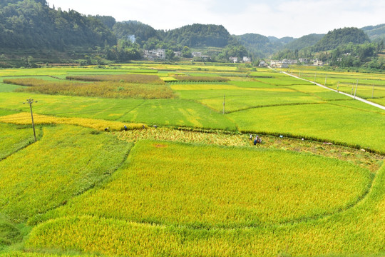 田园美丽水稻