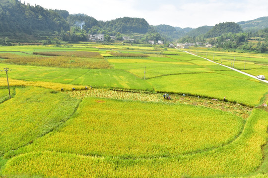 田园水稻