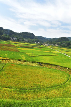 水稻田园