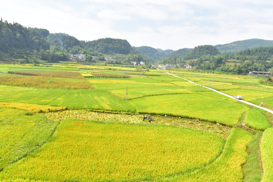 水稻田园