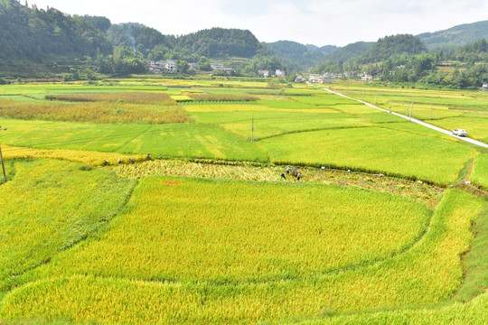 水稻田园