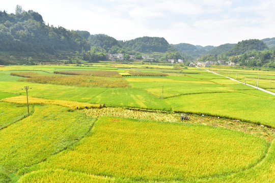 稻田