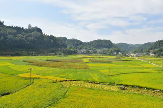 稻田