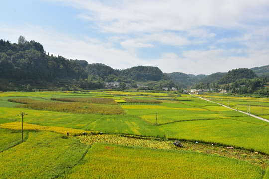 稻田