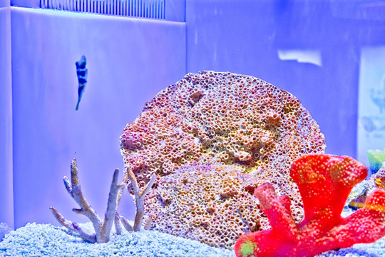 日本婆 珊瑚 鱼缸背景