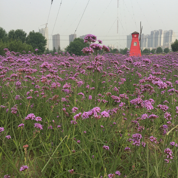 花海 