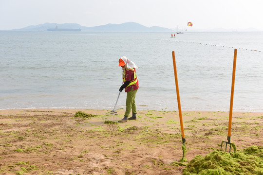 清理浒苔 清洁海滩