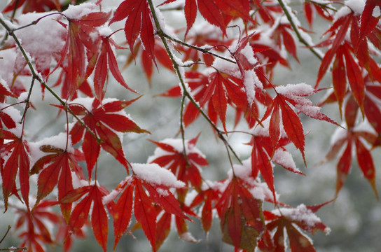 雪后红枫叶