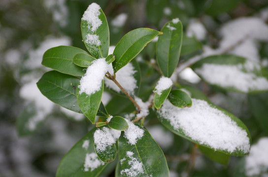 雪后桂树枝