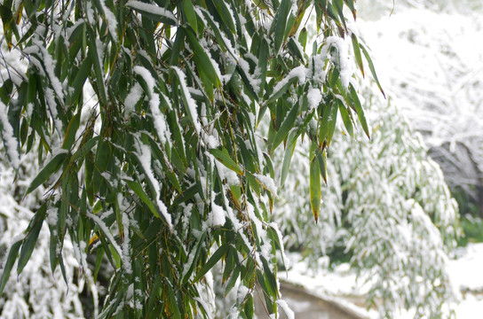 雪后竹园