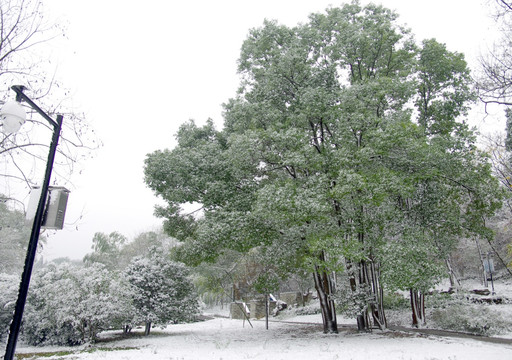 雪后大树