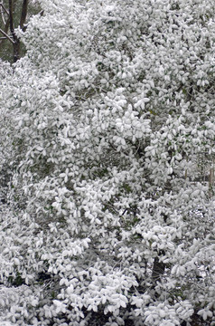 雪后桂花树