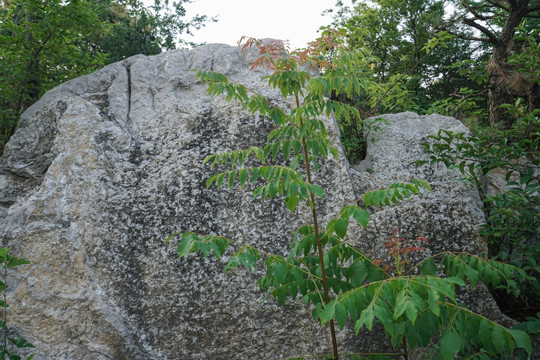 山体岩石与植物