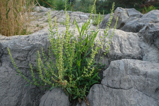 山体岩石与植物