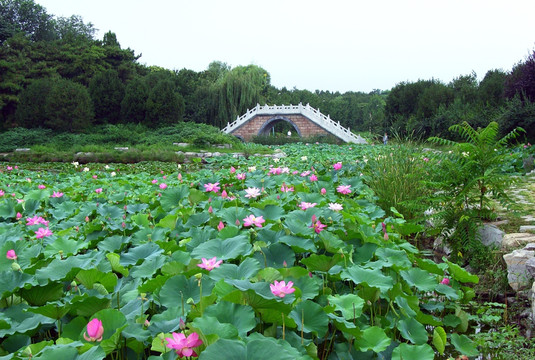 荷花