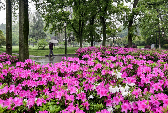 南京玄武湖杜鹃花