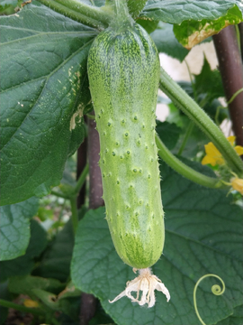 有机黄瓜 新鲜蔬菜 硕果累累