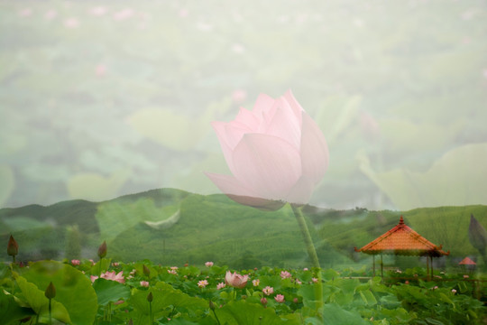 荷花写意花卉