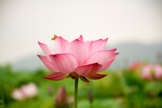 荷花写意花卉