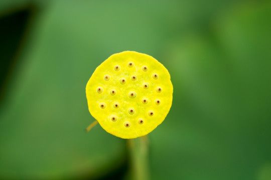 荷花写意花卉