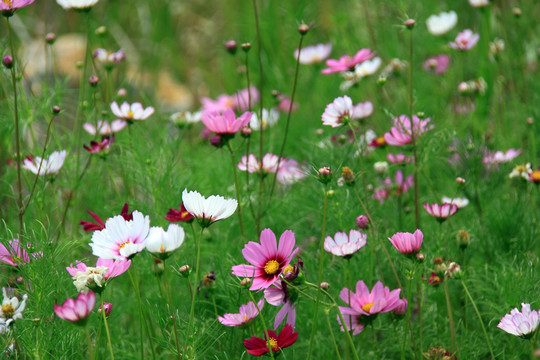 格桑花   花海