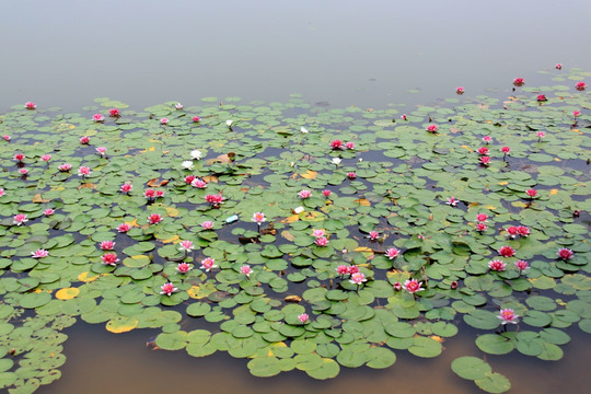 湖中睡莲