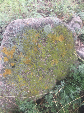 石苔藓 
