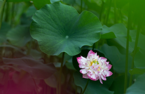 莲花 荷花水芙