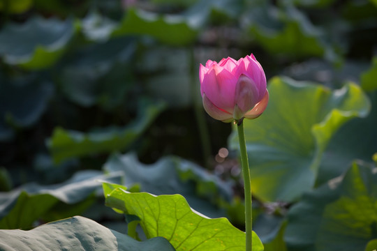 莲花荷花水芙