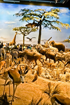 非洲草原场景模拟