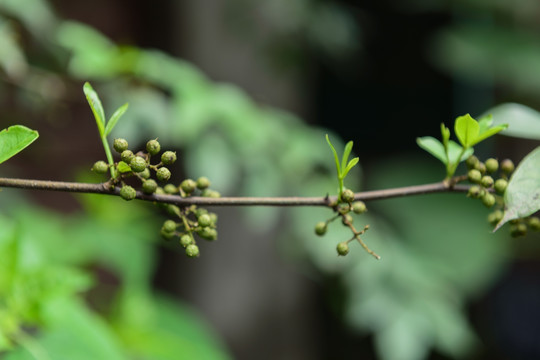 花椒树