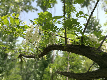 槐花