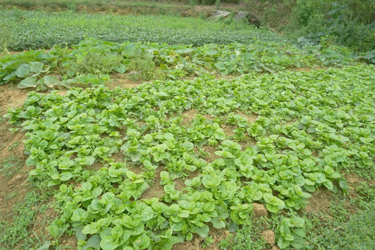 田园风光 木耳菜地 庄稼地