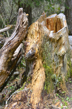 枯木 树桩 老树